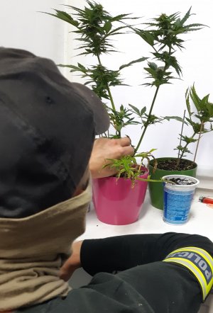 policjant kryminalny wraz z roślinami konopi