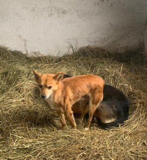 pies rasy mieszanej stojący na sianie